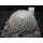 Mammillaria lenta 5cm wurzelecht !!