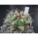 Thelocactus heterochromus / 7cm wurzelecht !