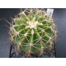 Ferocactus schwarzii 8,5cm !!