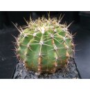 Ferocactus schwarzii 8,5cm !!