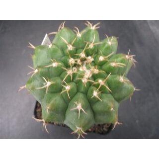 Discocactus magnimammus HU324 7cm !