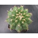 Discocactus magnimammus HU324 7cm !