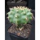 Discocactus magnimammus HU324 7cm !