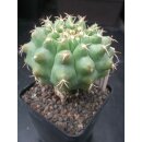 Discocactus magnimammus HU324 7cm !