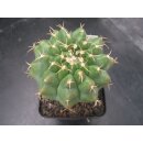 Discocactus magnimammus HU324 7cm !