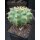 Discocactus magnimammus HU324 7cm !