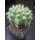 Discocactus magnimammus HU324 7cm !