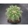 Discocactus magnimammus HU324 7cm !