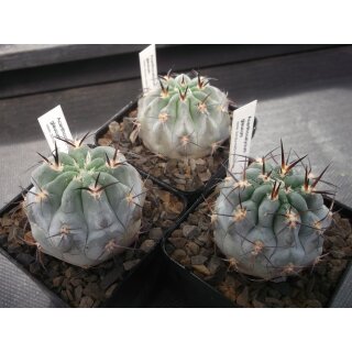 Acanthocalycium glaucum bl&uuml;hf&auml;hige Nachzuchtpflanzen mindestens 5cm