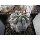 Acanthocalycium glaucum bl&uuml;hf&auml;hige Nachzuchtpflanzen mindestens 5cm