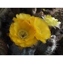 Acanthocalycium glaucum bl&uuml;hf&auml;hige Nachzuchtpflanzen mindestens 5cm