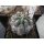 Acanthocalycium glaucum bl&uuml;hf&auml;hige Nachzuchtpflanzen mindestens 5cm