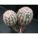 Echinocereus pectinatus gro&szlig;er Doppelkopf 12,5cm WE !