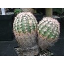 Echinocereus pectinatus gro&szlig;er Doppelkopf 12,5cm WE !