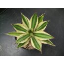 Agave lophantha ( quadricolor) Nachzuchtpflanze  !!