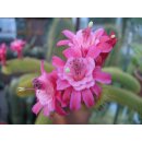 Akersia roseiflora Hybride -Weixdorf- gro&szlig;e Triebe...