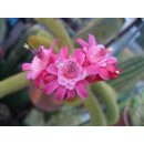 Akersia roseiflora Hybride -Weixdorf- gro&szlig;e Triebe...