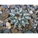 Ariocarpus kotschoubeyanus Las Tablas 3,2cm wurzelecht !!