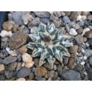 Ariocarpus kotschoubeyanus Las Tablas 3,2cm wurzelecht !!