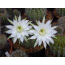 Echinopsis subdenudata Altpflanze WE !!