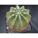 Echinopsis subdenudata Altpflanze WE !!