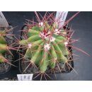 Ferocactus stainesii gro&szlig;e Nachzuchtpflanzen min. 6cm