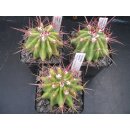 Ferocactus stainesii gro&szlig;e Nachzuchtpflanzen min. 6cm