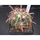 Ferocactus latispinus 7,5cm !