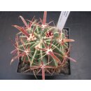 Ferocactus latispinus 7,5cm !