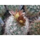 Echinomastus durangensis var. map. / gepfropft