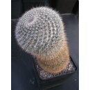 Mammillaria hahniana gro&szlig;e Altpflanze 19cm !