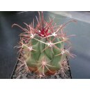 Ferocactus acanthodes 7cm !