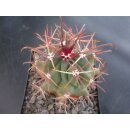 Ferocactus acanthodes 7cm !