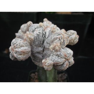 Astrophytum Japan Hybride ( Snow ) 9cm!