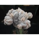 Astrophytum Japan Hybride ( Snow ) 9cm!