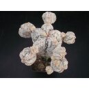 Astrophytum Japan Hybride ( Snow ) 9cm!