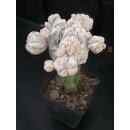 Astrophytum Japan Hybride ( Snow ) 9cm!