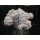 Astrophytum Japan Hybride ( Snow ) 9cm!