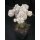 Astrophytum Japan Hybride ( Snow ) 9cm!