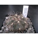Gymnocalycium esperanzae 5cm WE !