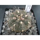 Gymnocalycium esperanzae 5cm WE !