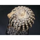 Discocactus horsti 6cm / bl&uuml;hf&auml;hig !
