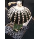 Discocactus horsti 6cm / bl&uuml;hf&auml;hig !