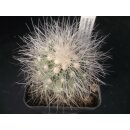 Copiapoa krainziana 5,5cm / gepfropft !