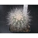 Copiapoa krainziana 5,5cm / gepfropft !