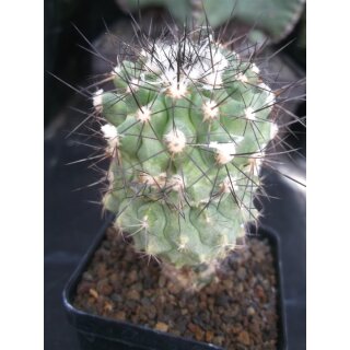 Copiapoa carrizalensis ZJ150  / gepfropft !