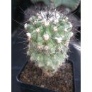 Copiapoa carrizalensis ZJ150  / gepfropft !