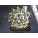 Copiapoa carrizalensis ZJ150  / gepfropft !