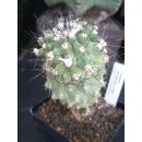 Copiapoa carrizalensis ZJ150  / gepfropft !