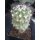 Copiapoa carrizalensis ZJ150  / gepfropft !